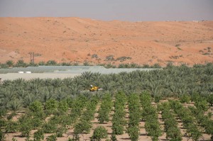 UAE-Agriculture