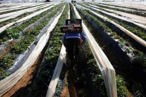A farmer picks strawberries, to be exported, in a field in the town of Moulay Bousselham in Kenitra province